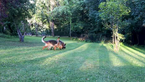 dos perros pastores alemanes corriendo por el jardín y jugando entre sí en un día soleado