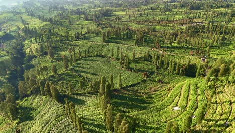 Beautiful greenery view of tobacco plantation. 4K aerial drone view. Plantation on the hill, Indonesia.