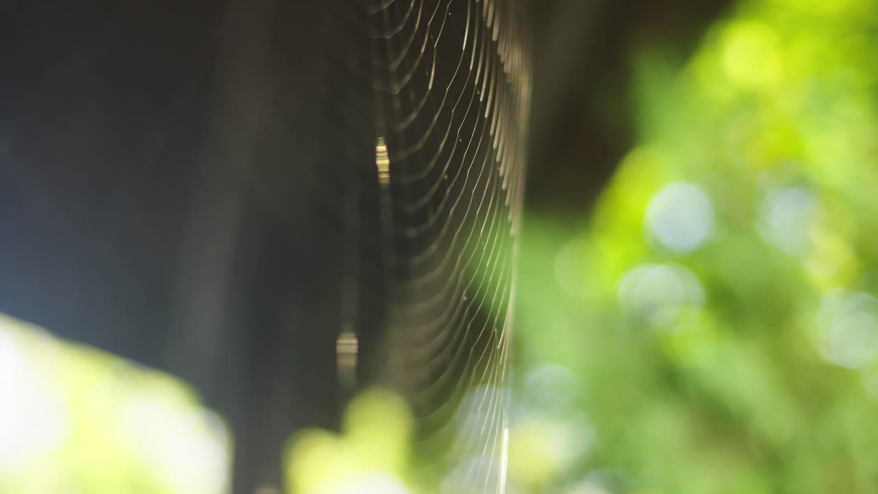 Angled view of Garden Spiders orb web threads highlighted by sunlight