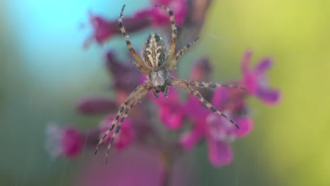 Araña en una flor