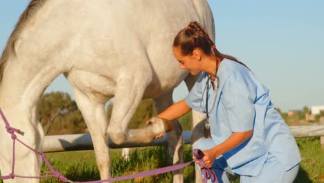 veterinarian doctor checking the horse 4k