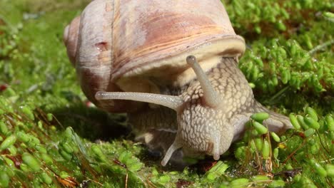 Helix pomatia also Roman snail, Burgundy snail