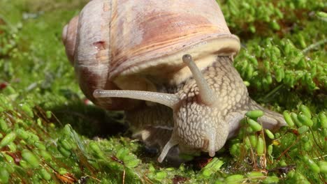 helix pomatia also roman snail, burgundy snail