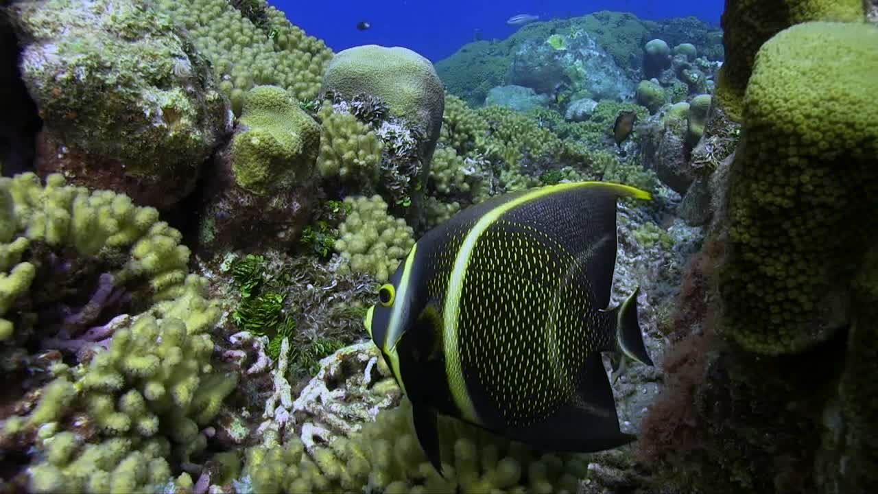 A juvenile French angelfish swims calmly between the corals on the reef, occasionally nipping at them as it moves through the intricate underwater landscape.
