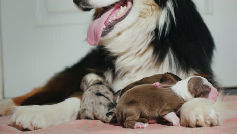 Australian-Shepherd-Kümmert-Sich-Um-Ihren-Neugeborenen-Welpen-15