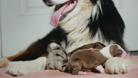 pastor australiano cuida a su cachorro recién nacido 15