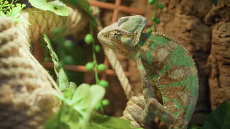 chameleon clings to natural rope among green foliage, blending perfectly with surroundings as its eye rotates slowly, mimicking color tones of nearby leaves and textured vines in jungle-like habitat