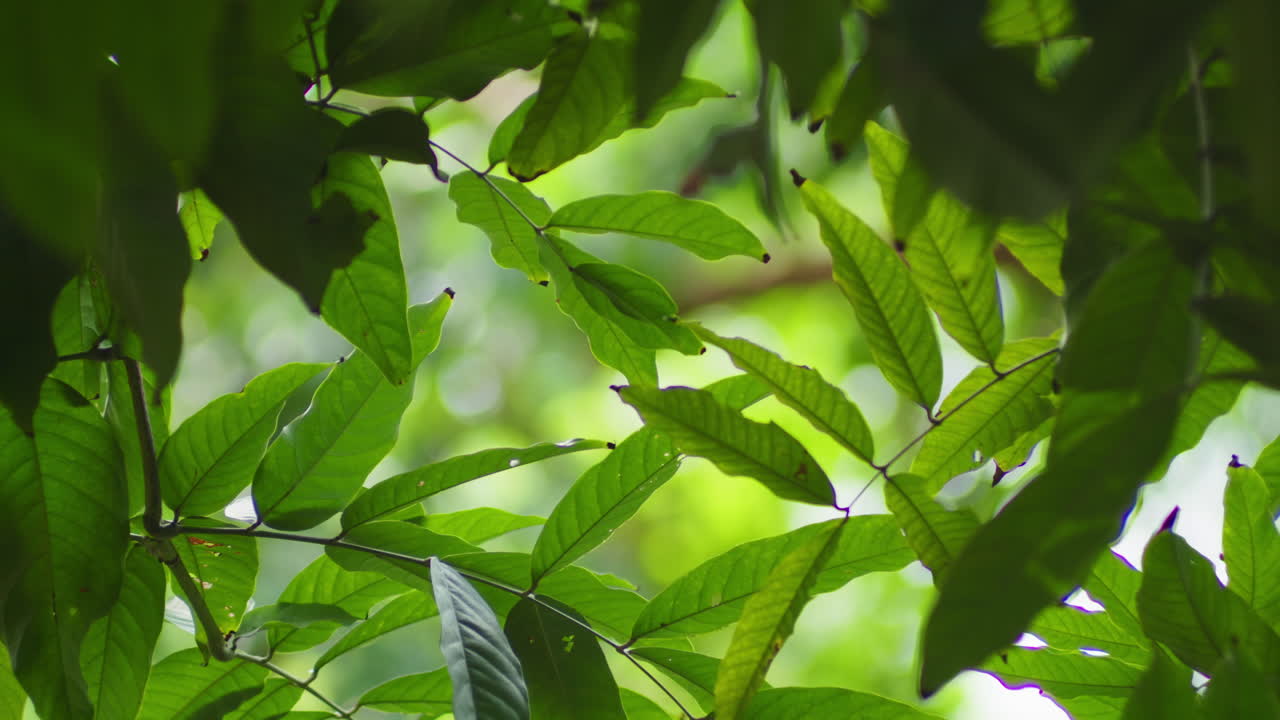 el dosel del árbol con hojas verdes exuberantes en el bosque