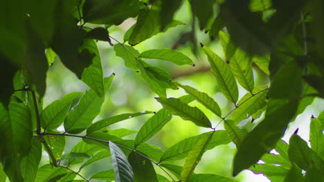 Baumkronen-Mit-üppigen-Grünen-Blättern-Im-Wald