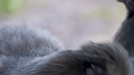 close-up portrait of the silkie chicken on a farm