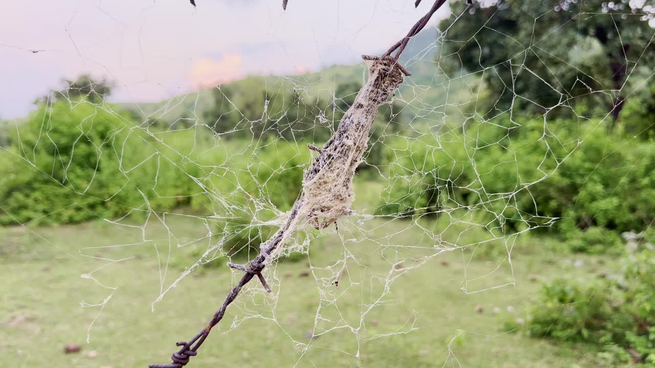A delicate spider web clings to a rusty barbed wire fence in a green rural field. The intricate silk threads shimmer against the natural backdrop, symbolizing fragility and resilience in nature