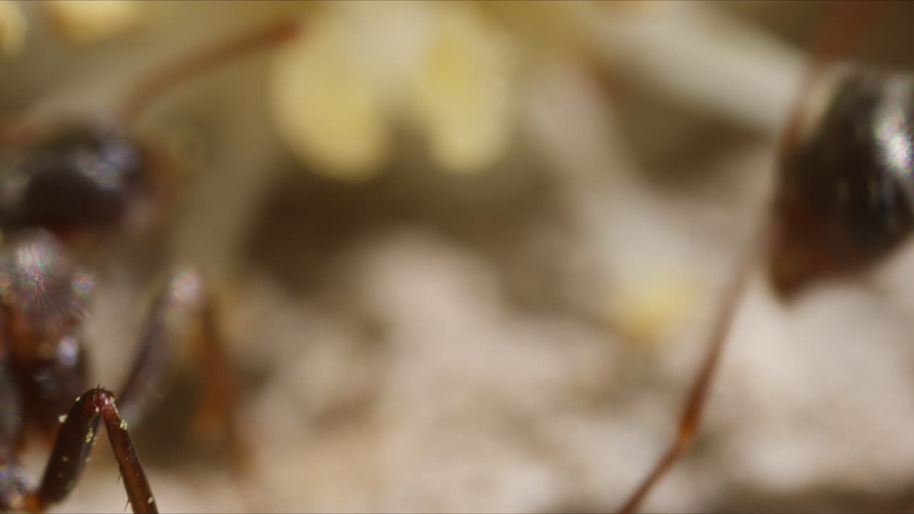 hormiga macro formica en el suelo interactuando con otra hormiga