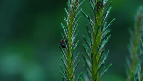 Close-up-shot-of-wild-black-ant-insect-sitting-in-green-fir-branch-during-dark-day-in-forest