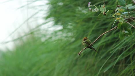 beautiful wild bird rests on a tree branch in wilderness habitat