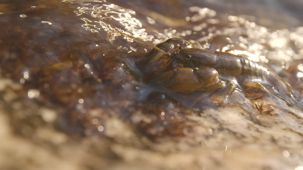Crawdad or Crayfish in a freshwater stream, tight shot