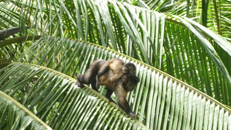 white-headed capuchin (cebus capucinus) with a baby on her back moving on a leaf