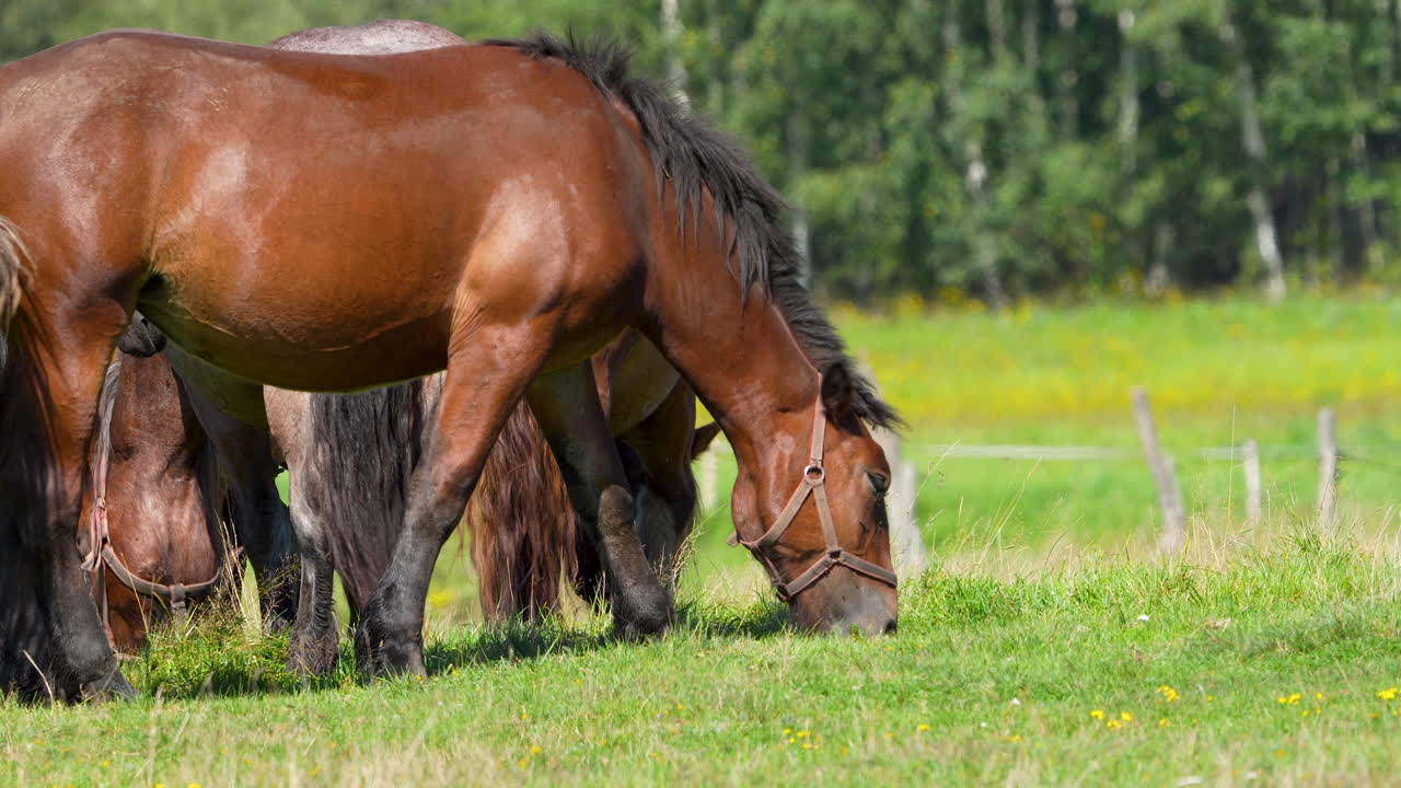 A group of brown horses grazing together in a lush green field, with a focus on one horse in the foreground wearing a red halter, surrounded by greenery