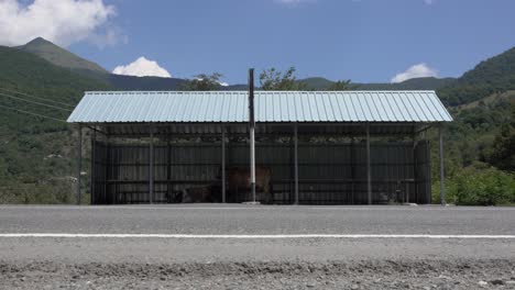 georgian cows hide from midday sun in corrugated iron bus stop