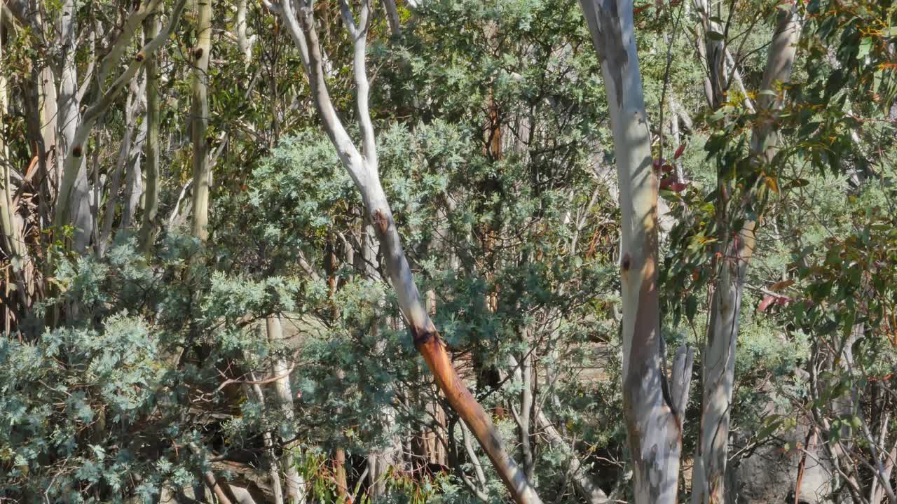 Bosco con alberi, rami e foglie