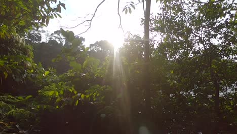 Walking-beside-a-jungle-lake-with-morning-sunlight-shining-through