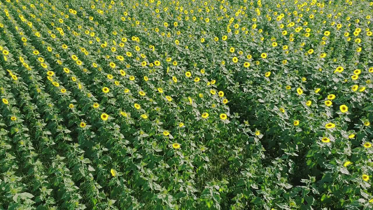 Volo di drone sopra una vivace piantagione di girasoli in piena fioritura durante l'estate.