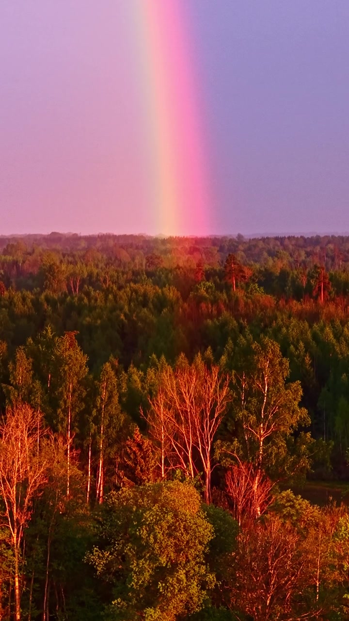 Vertikalt flygfoto uppåt mot en levande regnbåge som sänker sig ner i tät skog vid solnedgången under den gyllene timmen, med trädtoppar som glöder varmt orange under en mjuk rosa himmel i Lettland.