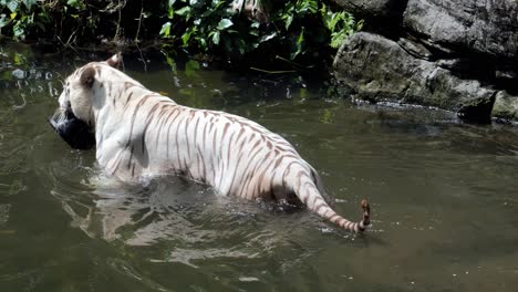 tigres blancos descansando en el zoológico de singapur,