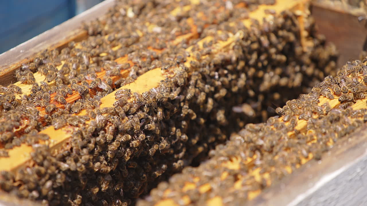 A swarm of bees covering the frames in the beehive. Honey insects producing organic product. Close up.