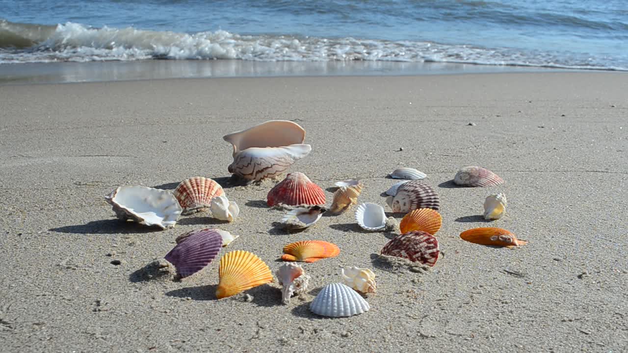 Cockleshells on sand, the beach. Shooting on the beach