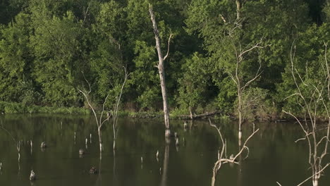 momento mágico sobre el hábitat natural de las majestuosas grandes garzas, missouri