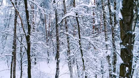 Verschneite-Äste-Im-Wald.-Wintermärchen-Hintergrund