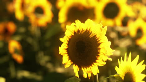 hermoso campo de girasoles en flor contra la luz dorada del atardecer