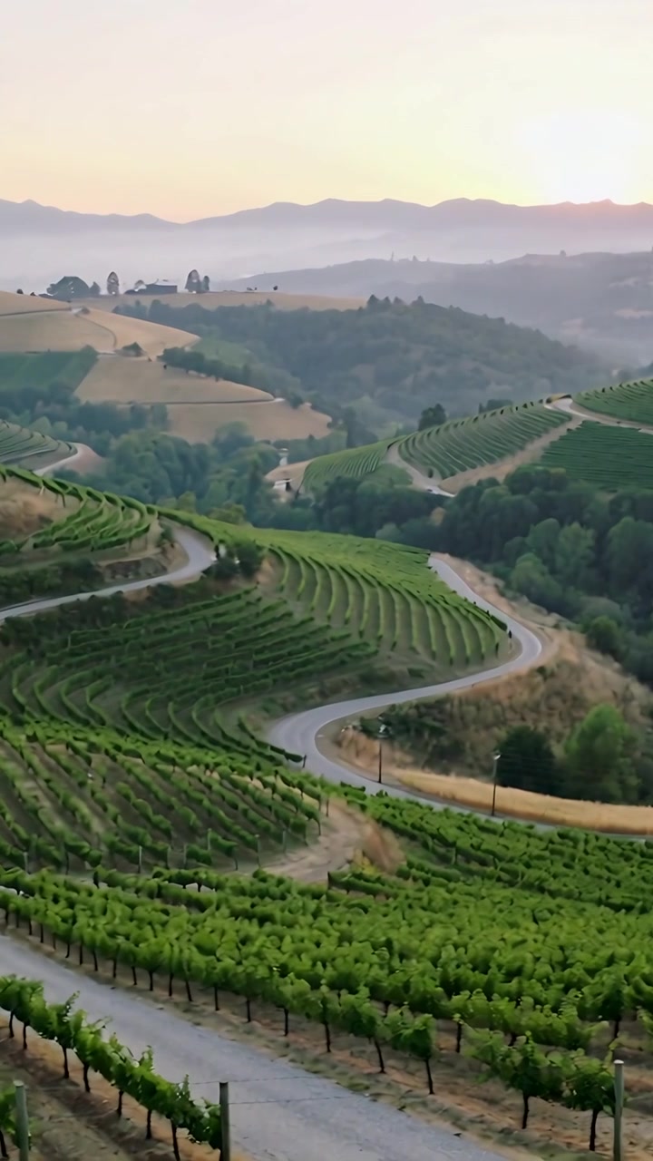 Video verticale: Telecamera in panoramica che si solleva sopra vigneti terrazzati su una collina, rivelando una strada sterrata tortuosa nella nebbia.