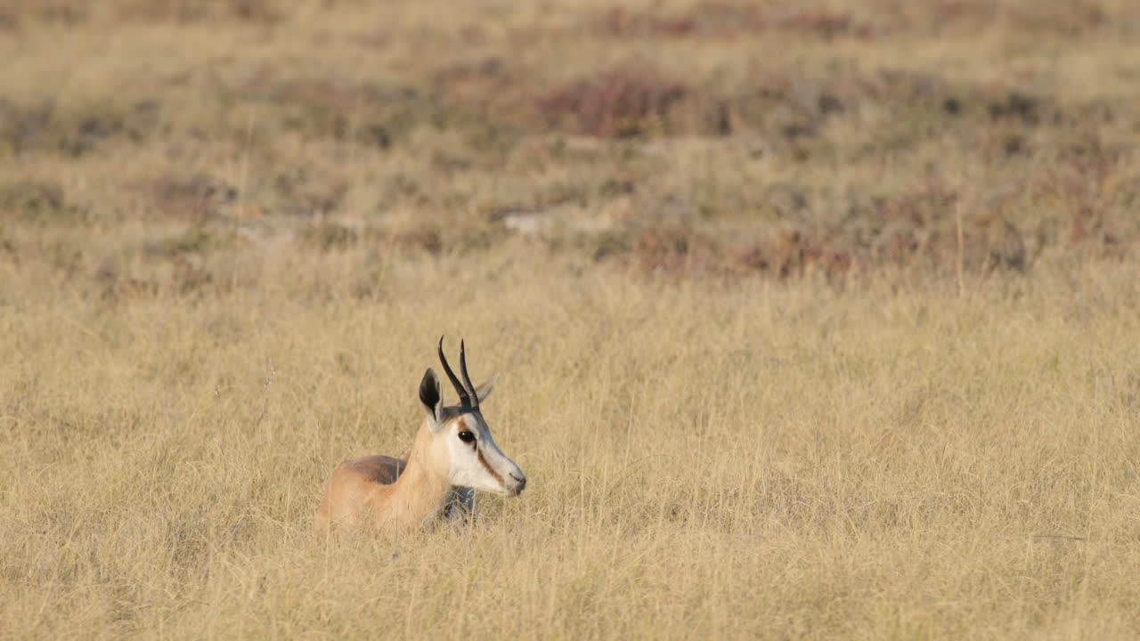especie de antílope gacela en la sabana del sur de áfrica