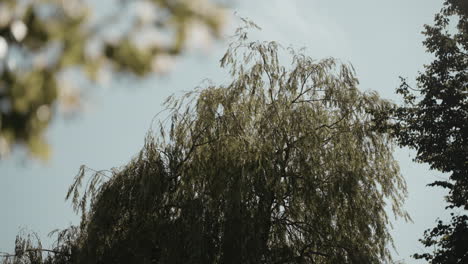 Bäume-Wiegen-Sich-Im-Wind.-Naturhintergrund