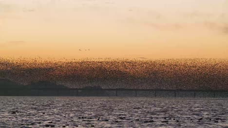 birds migrating in south korea during winter (3840x2160, 23.97fps slow mo)