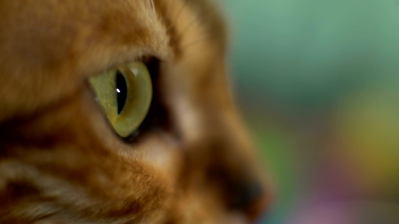 el hocico de un gato de bengala