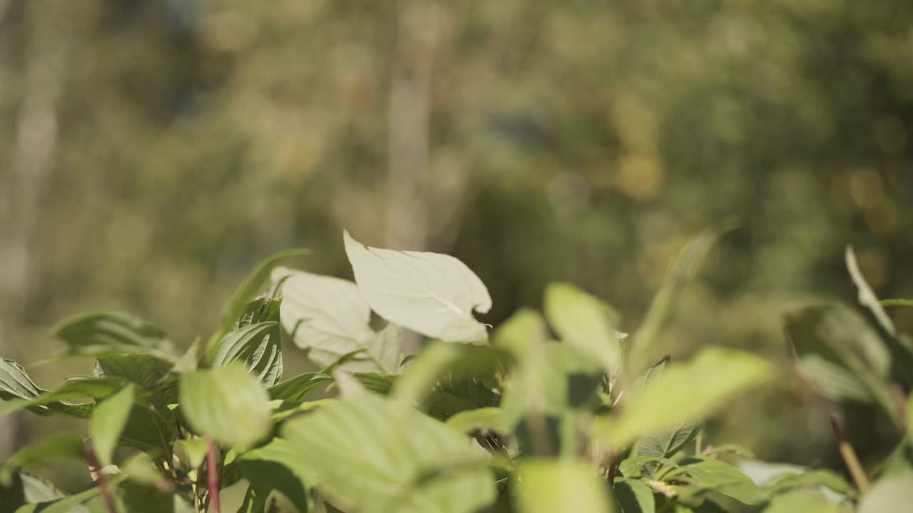 escena borrosa del bosque