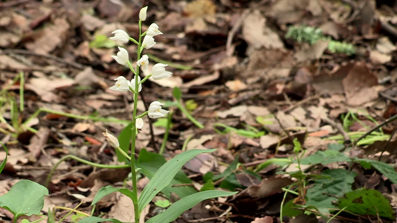 orquídea portuguesa de flores blancas, con el fondo de hojas secas de árboles, esta especie rara se puede encontrar en el parque forestal de monsanto, lisboa, portugal