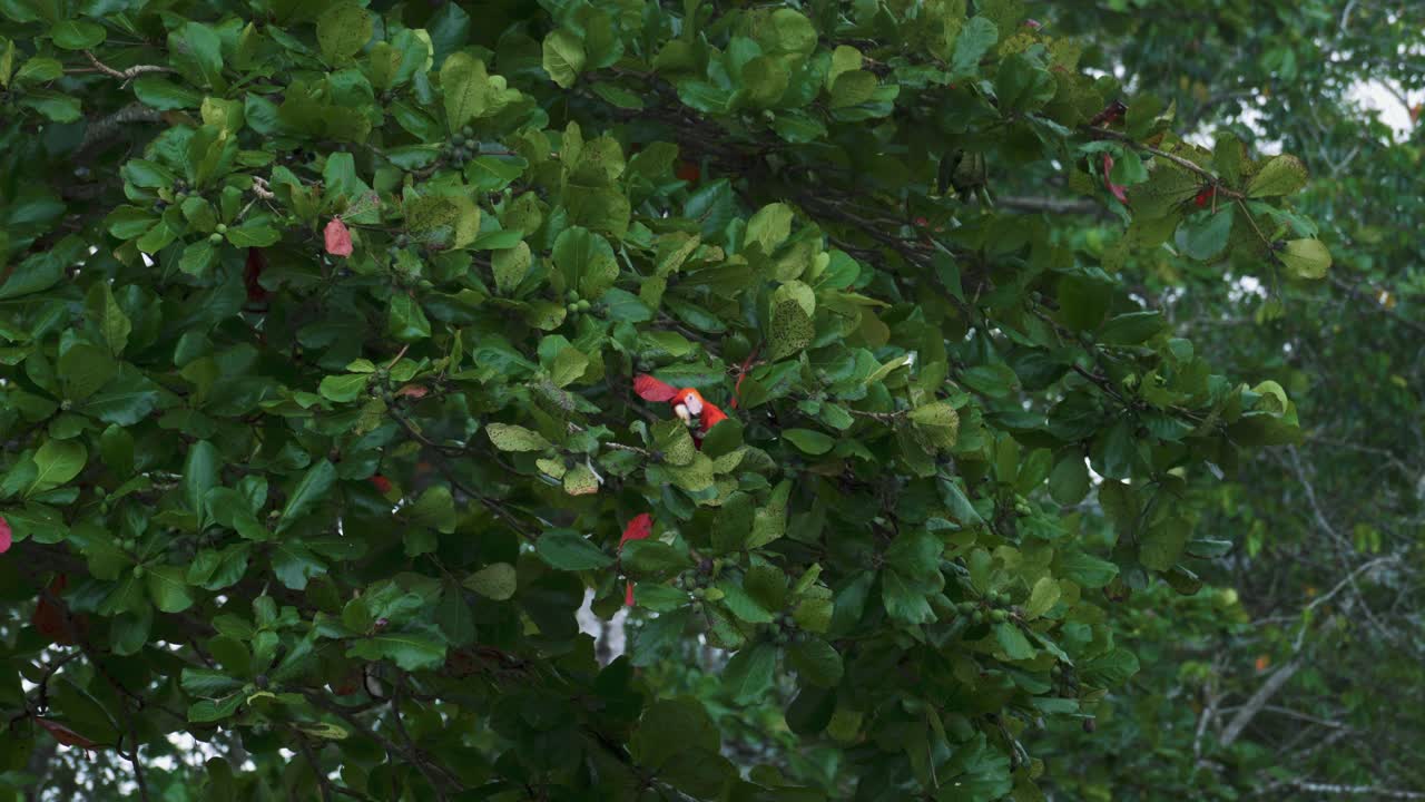 un par de loros ara de guacamayo rojo escarlata están sentados en un almendro verde y comiendo las frutas en jaco, costa rica