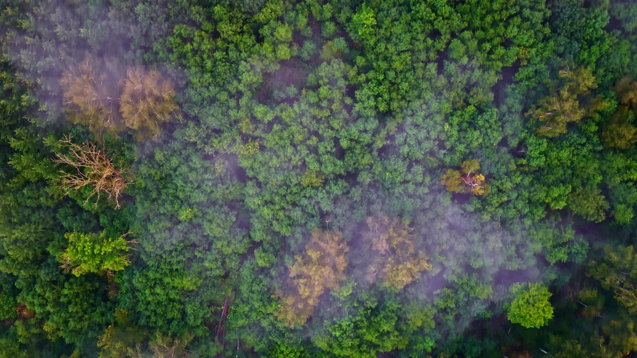Misty forest aerial view showing dense green trees in tranquil nature