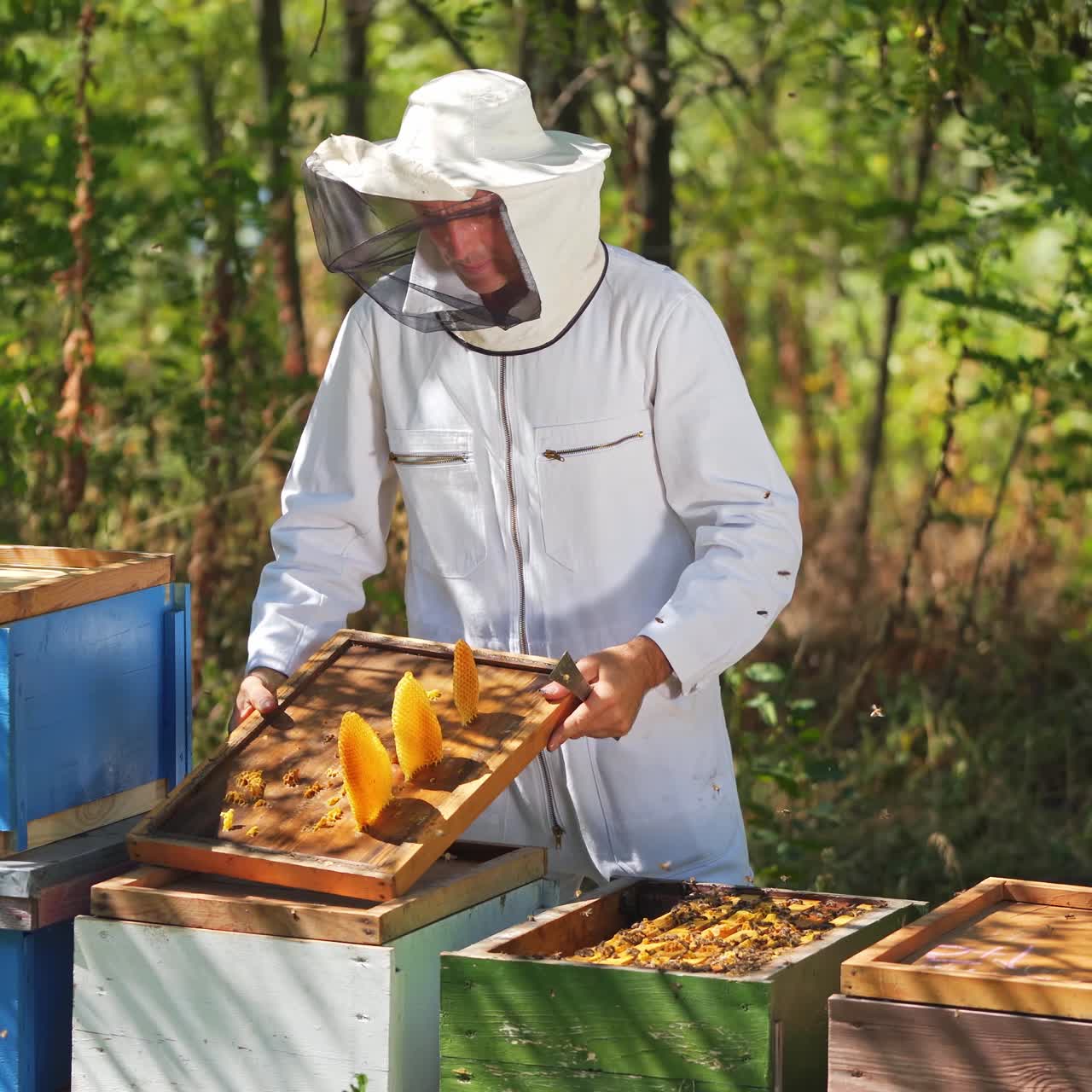 Apicoltori che lavorano per raccogliere il miele