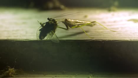 Die-Gottesanbeterin-Ernährt-Sich-Von-Fliegen,-Die-Sie-In-Ihrem-Tödlichen-Griff-Gefangen-Hat