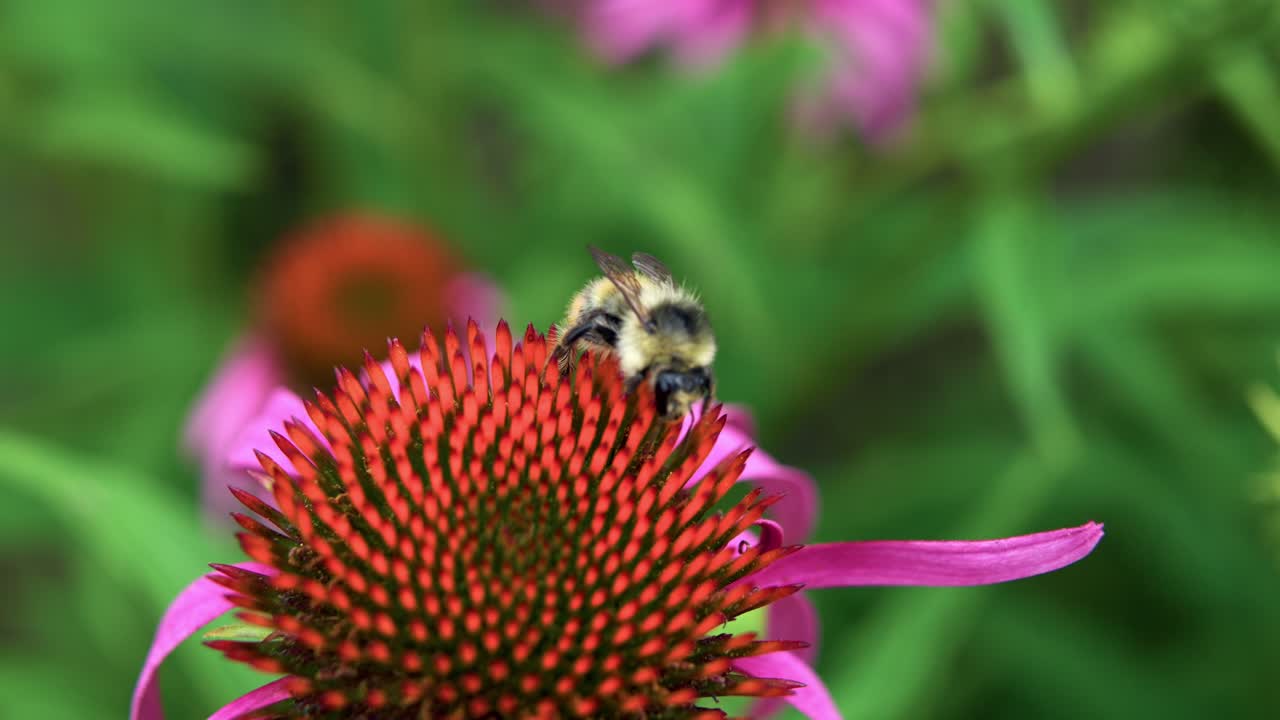 abeja bebiendo néctar de coneflower. - de cerca