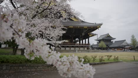 Higashi-Honganji-Temple-in-Kyoto-Japan,-Spring-Sakura-in-Bloom