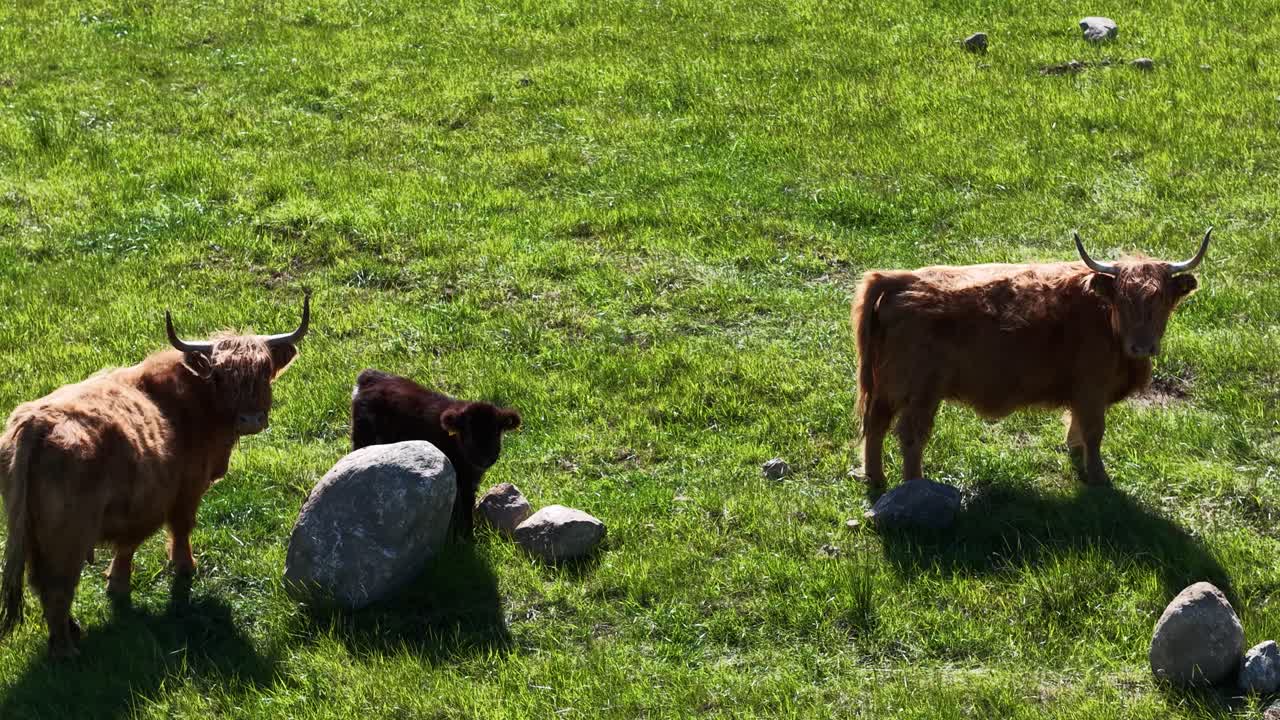 Aerial view of young brown cows grazing and resting beside scattered rocks on a sunny green pasture