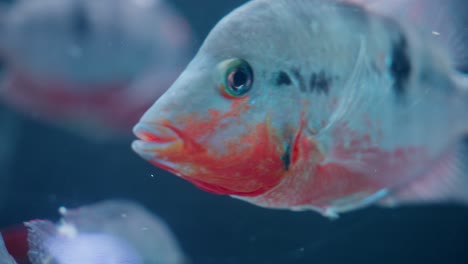 Colorful-Firemouth-Cichlid-Fish-Swimming-Underwater-In-Aquarium,-Close-Up-Of-Thorichthys-meeki-Species