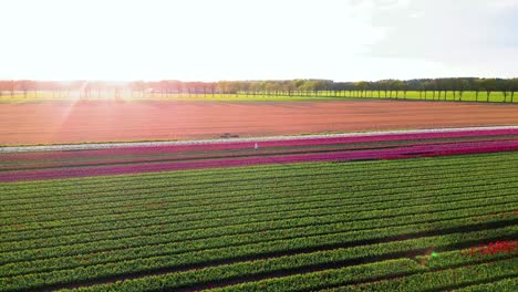 colorful tulip fields at sunset