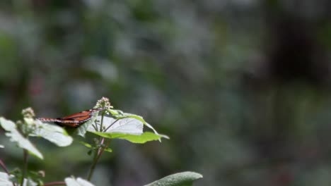mariposa 21