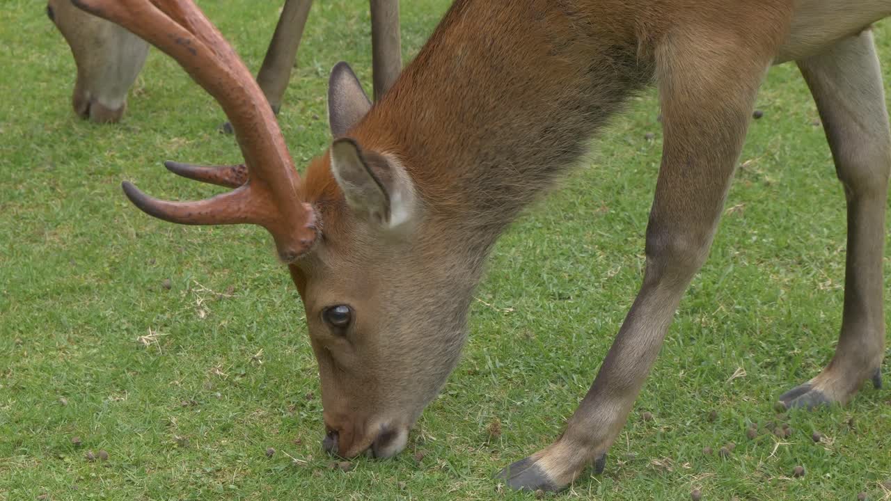 Closeup Of Sika Deer Grazing In Nara Park, Nara, Japan